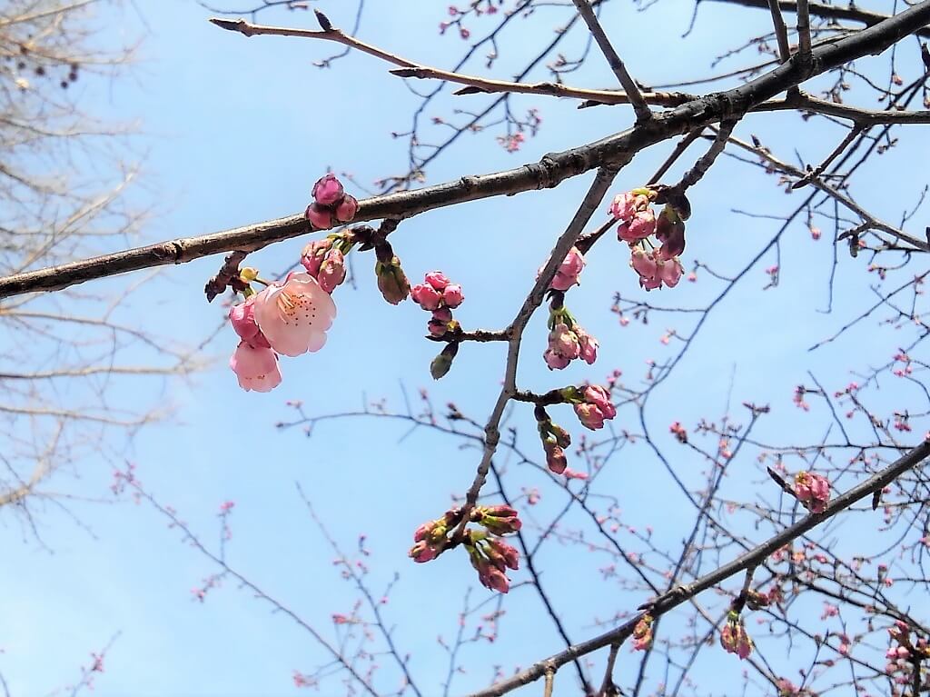 大東公園の桜