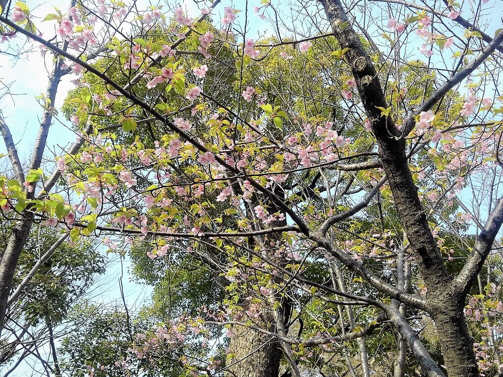 六湛寺公園の修善寺寒桜
