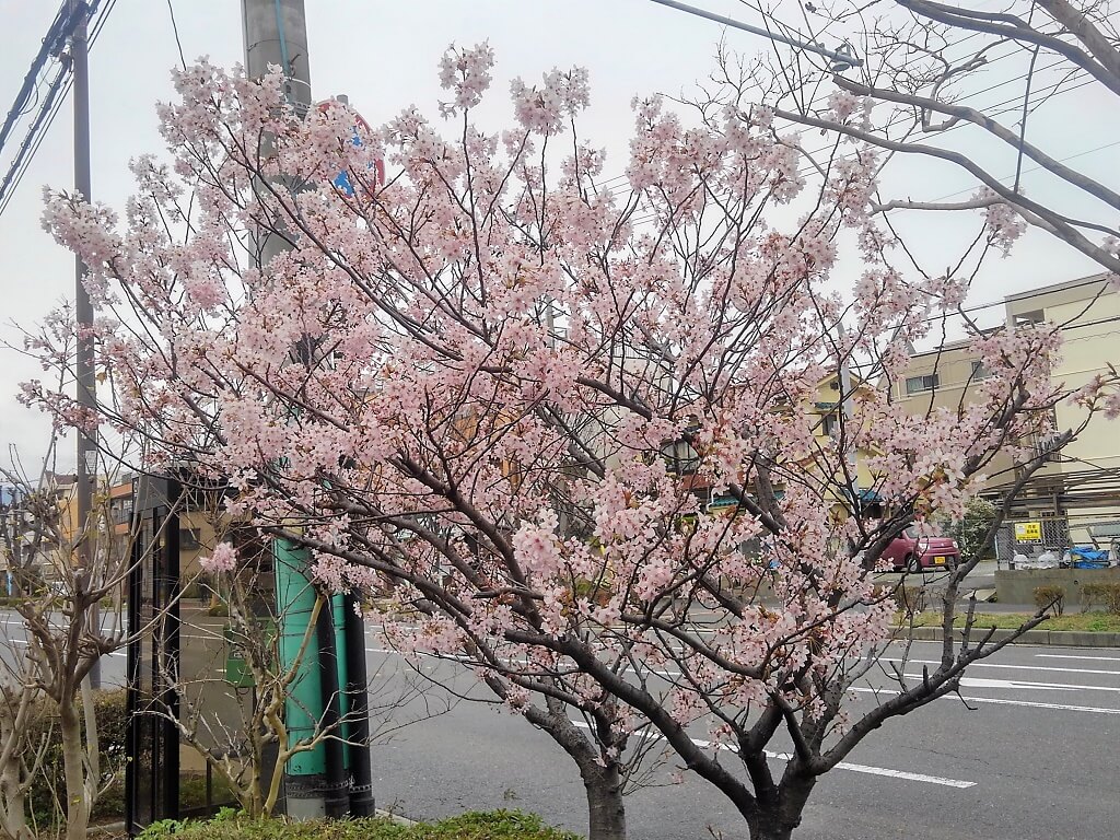 臨港線沿いの桜