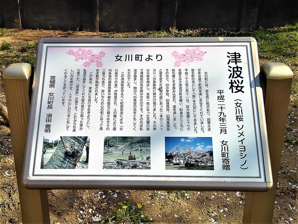 津波桜の開設看板