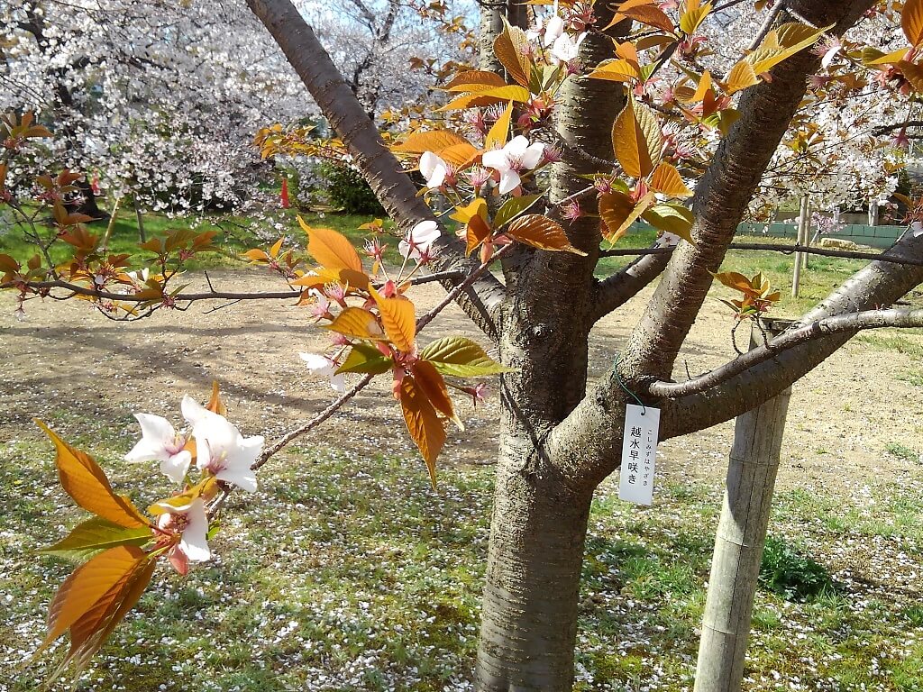 越水の早や咲き桜
