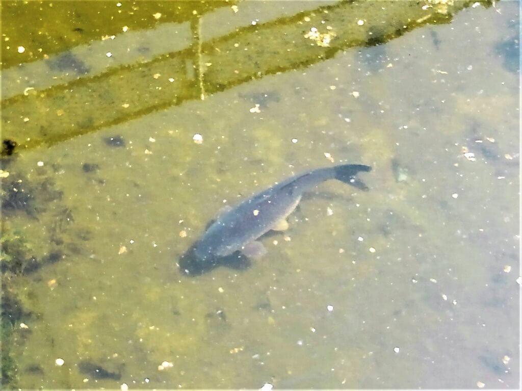 久寿川の鯉