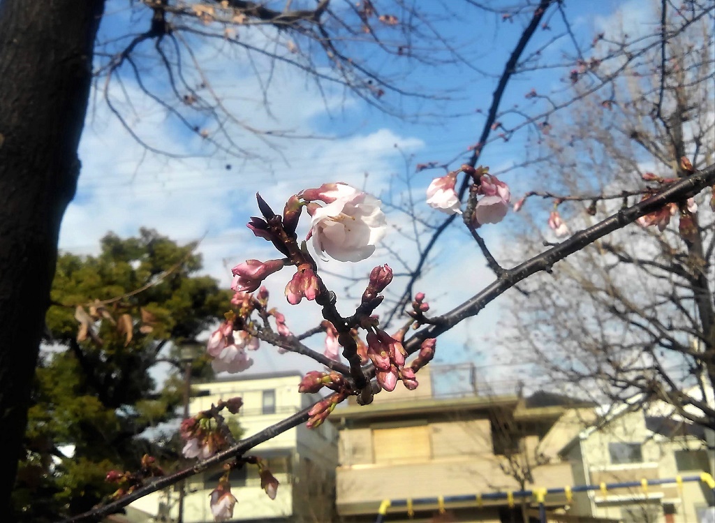 今津紅寒桜の花