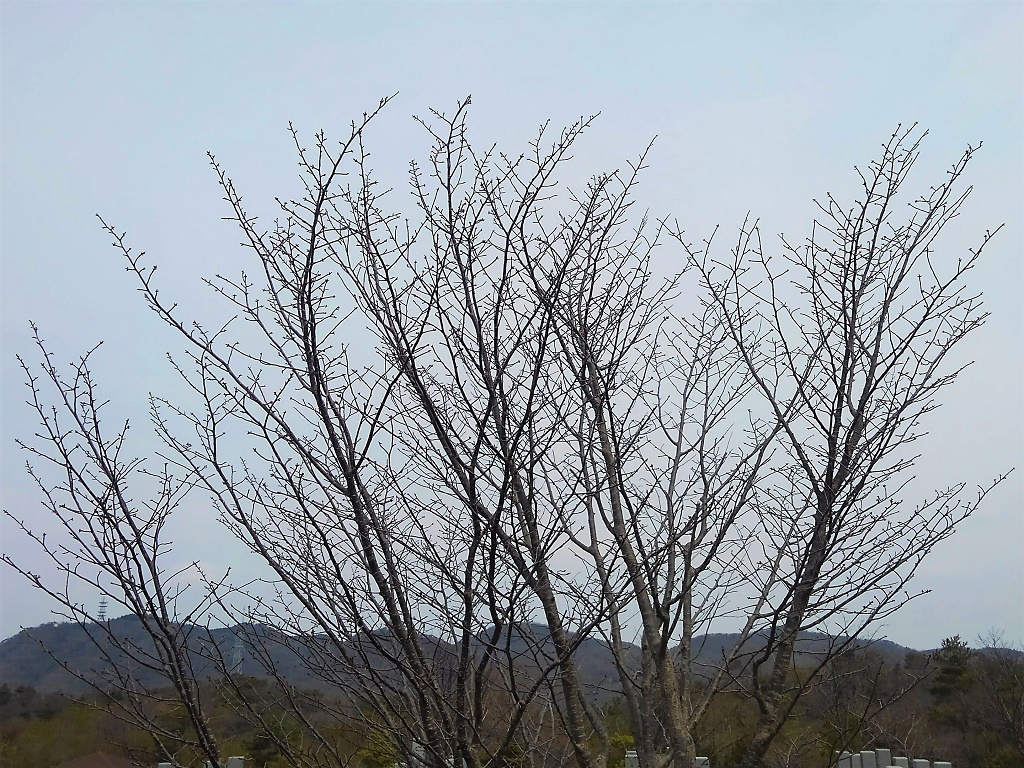 白水峡霊園の桜