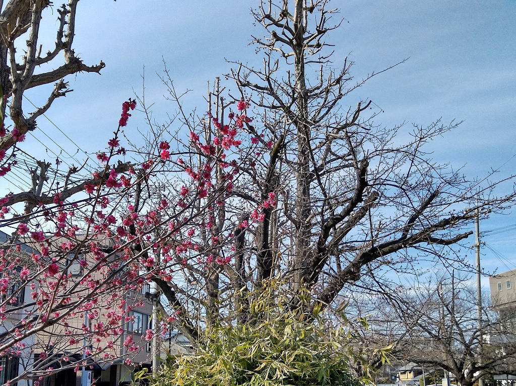 今津紅寒桜と梅