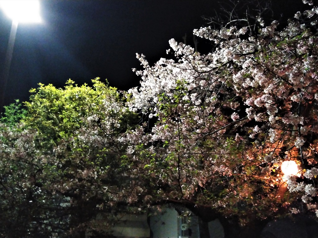 カクテル光線に照らされた桜