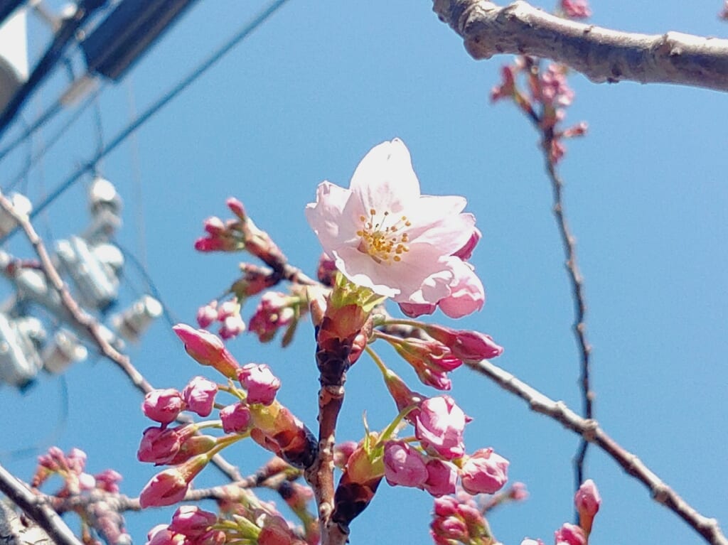 謎の桜①