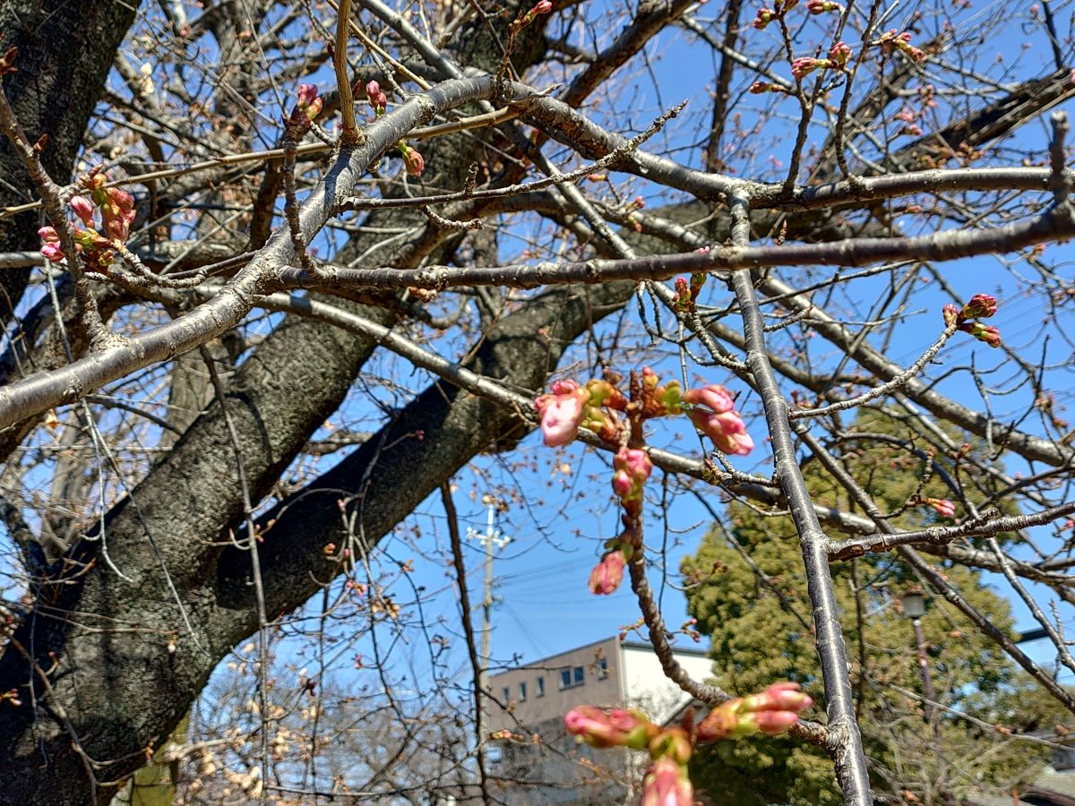 今津紅寒桜②