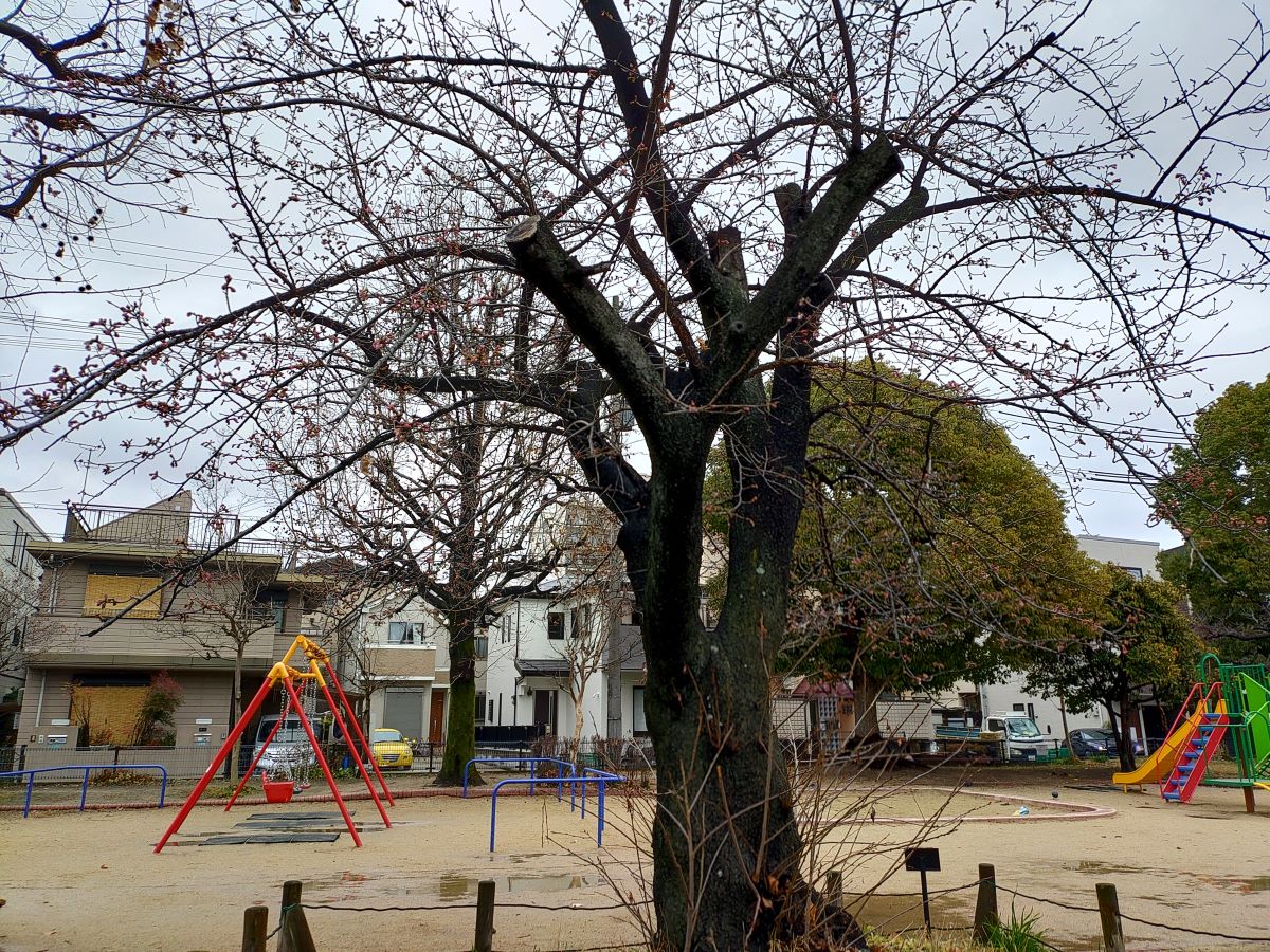 今津紅寒桜