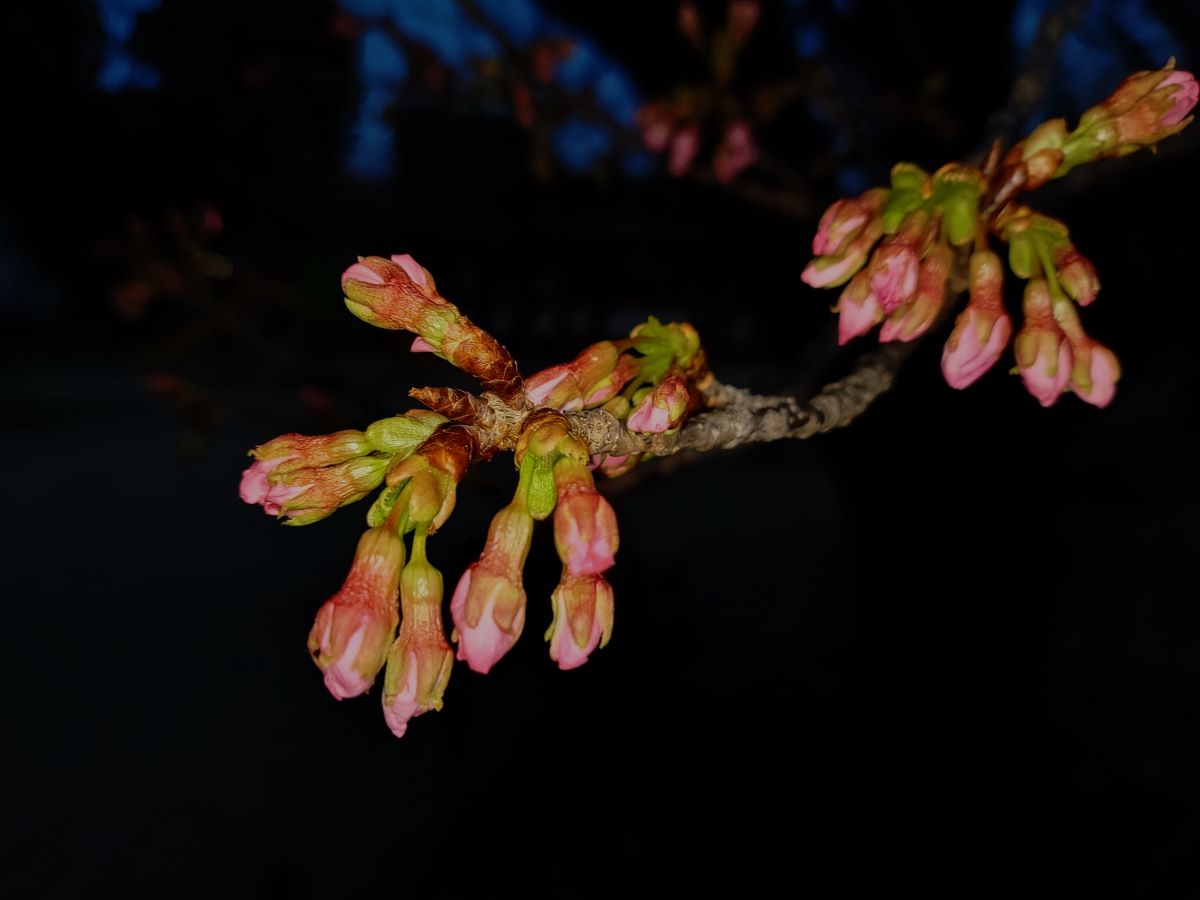 今津紅寒桜①