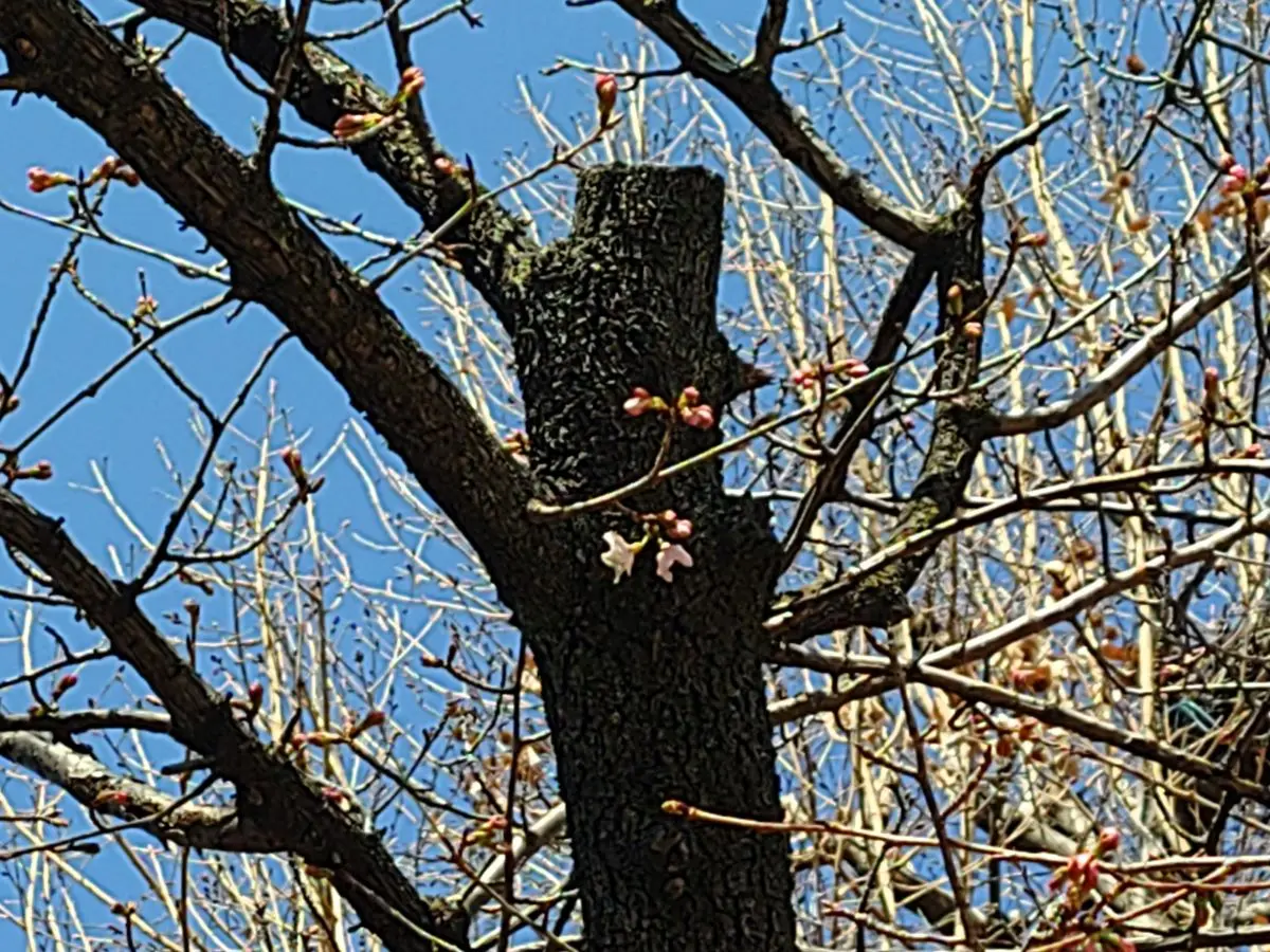 今津紅寒桜④