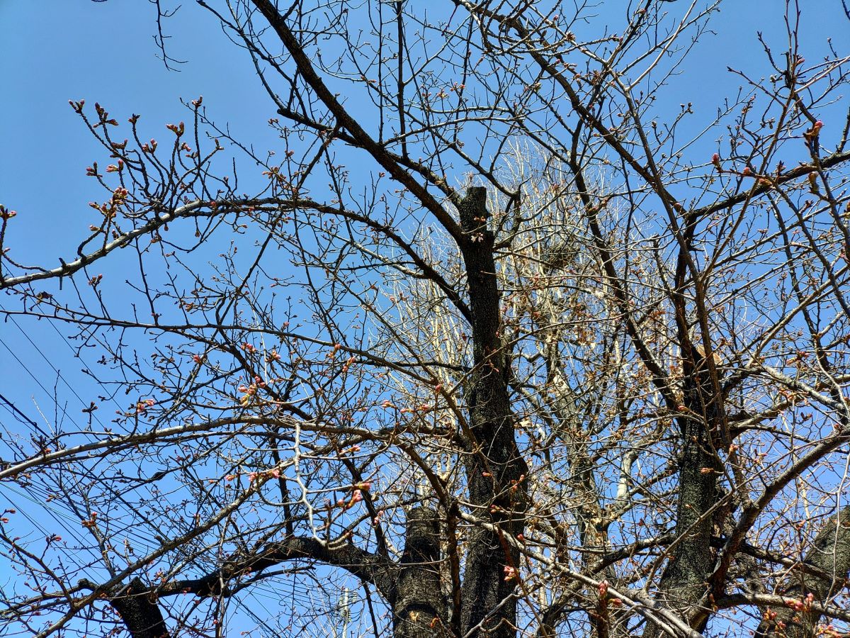 今津紅寒桜③