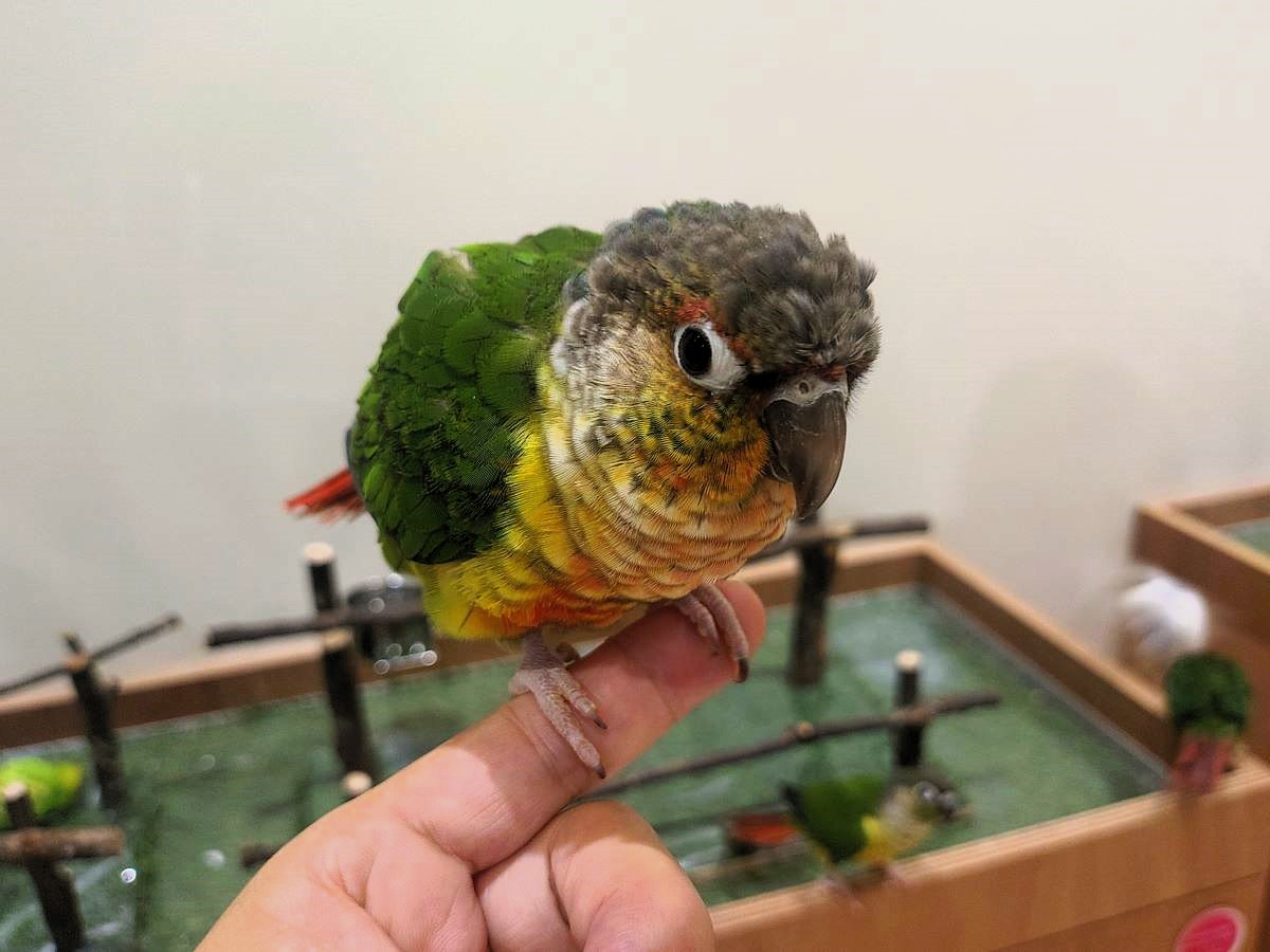 インコ